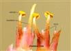  Staminal tube with Stamens and interposed teeth